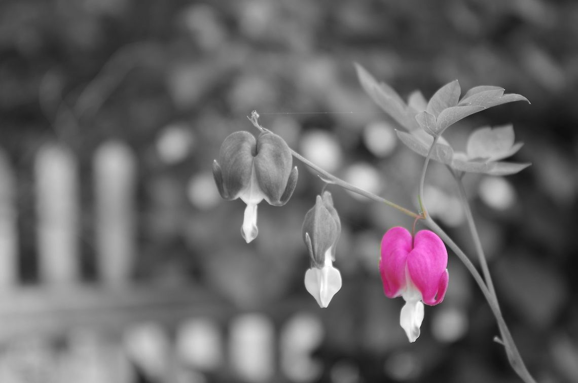 bleeding_heart i know this flower as a bleeding heart Geotagged,Lamprocapnos spectabilis,Summer,United States,bleeding heart,flower