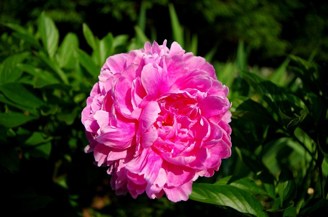 pink_flower  Geotagged,Paeonia lactiflora,Summer,United States,flower,pink