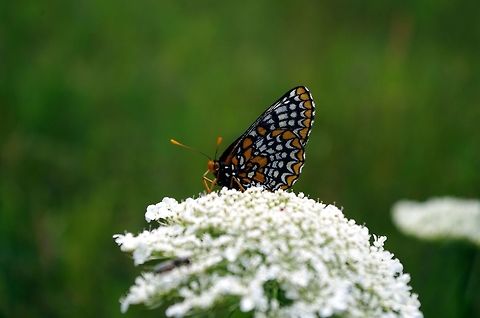 butterfly not good with insects...the flower is a queen anne's lace Baltimore Checkerspot,Euphydryas phaeton,Geotagged,Summer,United States,butterfly,flower,queen anne's lace