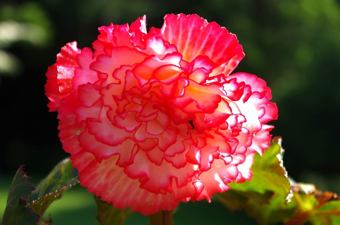 begonia think this is the proper species for carnation... Geotagged,Summer,United States,dianthus caryophyllus,flower