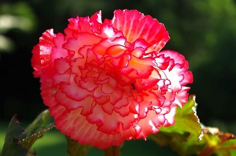 begonia think this is the proper species for carnation... Geotagged,Summer,United States,dianthus caryophyllus,flower