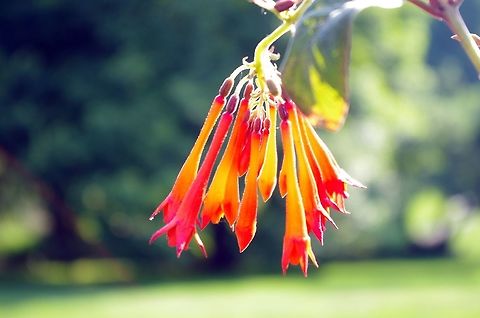 red_hanging_flower  Geotagged,Summer,United States,flower