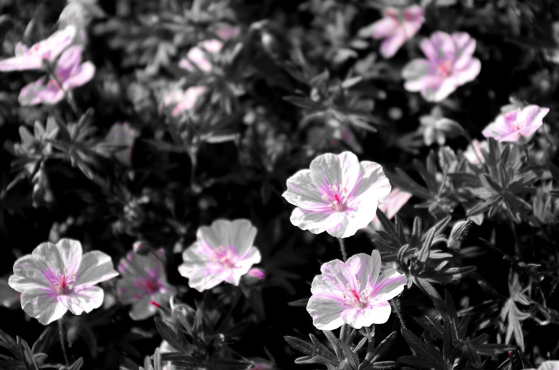 flower_colorsplash i&#039;m thinking a pansy?  but im not sure so im not gonna put in the species Geotagged,Geranium sanguineum,Summer,United States,color,flower