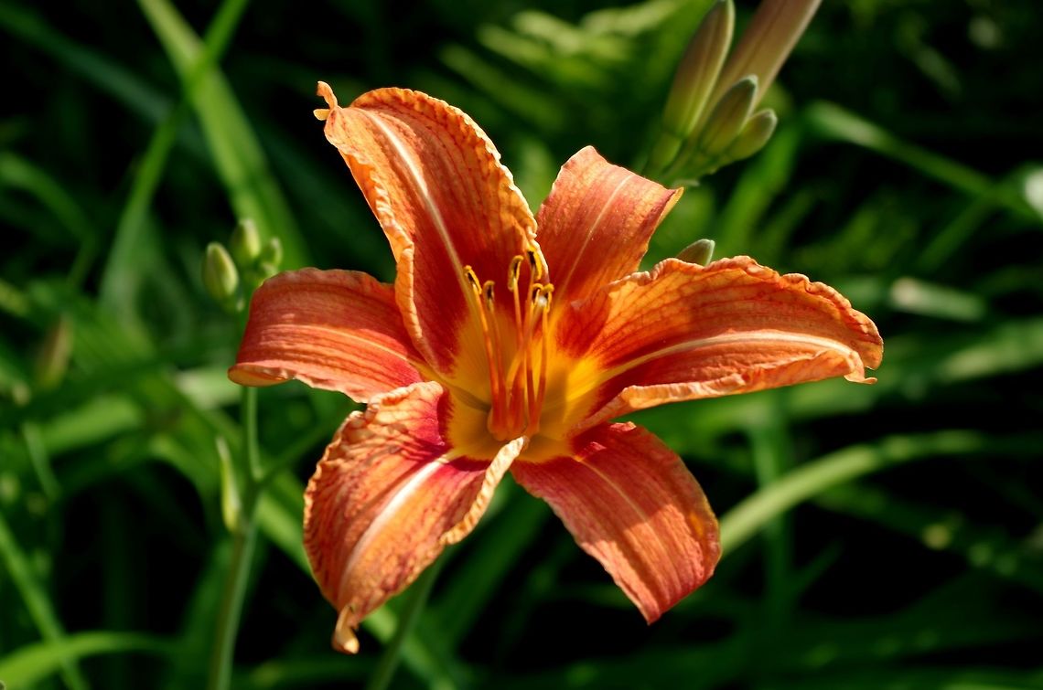 tiger_lily i nice bright orange daylily Geotagged,Hemerocallis fulva,Summer,United States,flower,orange