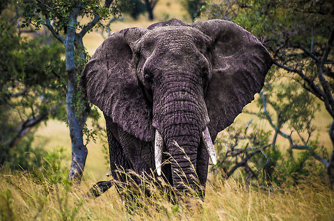 elephant_frontal self explanitory African bush elephant,Geotagged,Loxodonta africana,Summer,Tanzania,africa,elephant,serengeti