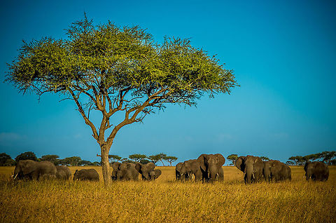 elepant_group a herd of elephants graze a plain African bush elephant,Geotagged,Loxodonta africana,Summer,Tanzania,africa,elephant,serengeti