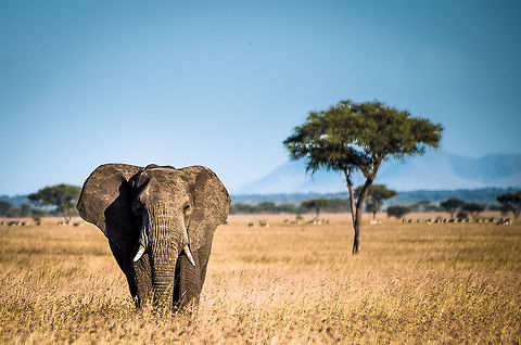 ele a large lone male elephant African bush elephant,Geotagged,Loxodonta africana,Summer,Tanzania,africa,elephant,serengeti