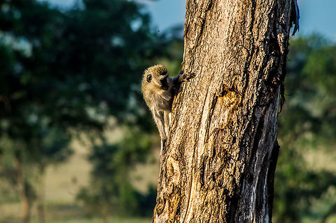 monkey_on_tree a vervet monkey keeping an eye on nearby lions Chlorocebus pygerythrus,Geotagged,Summer,Tanzania,Vervet monkey,africa,monkey,serengeti
