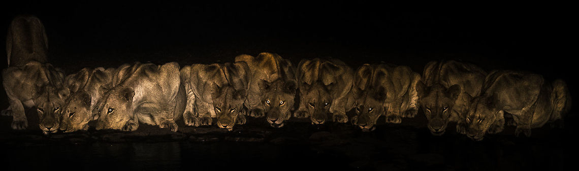 9_lions_panorama just a panoramic version of the 9 lions Geotagged,Lion,Panthera leo,Summer,Tanzania,africa,serengeti