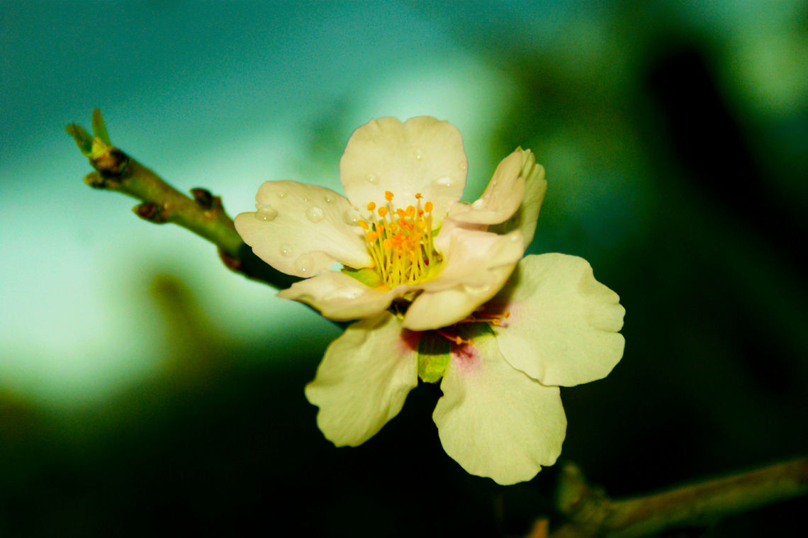 1  flower,landscape,macro,natural,nature