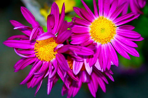 2  Macro,colorful,flower,natural