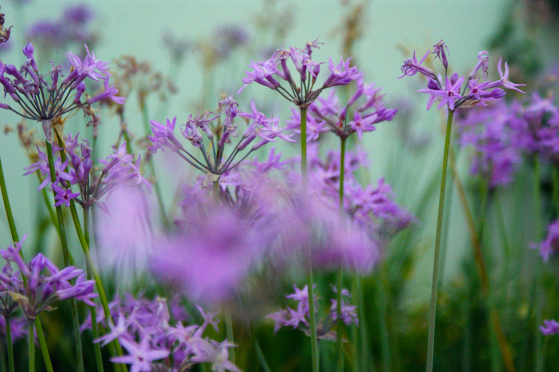 3  Landscapes,Macro,colorful,flower