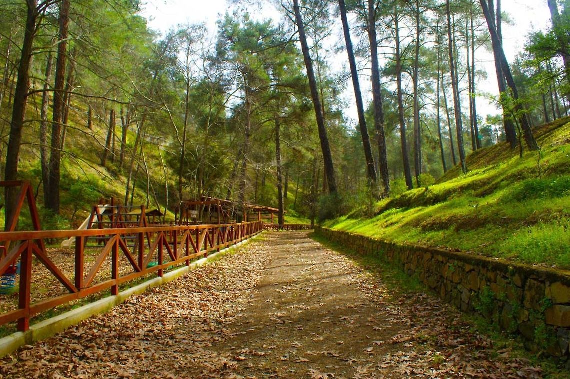 6  Forest,Green,Landscapes