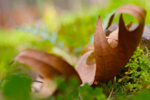 Just a leaf  Leaf,Macro,natural