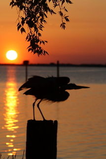 Great Blue Heron Great Blue Heron Ardea herodias,Geotagged,Great Blue Heron,Spring,United States