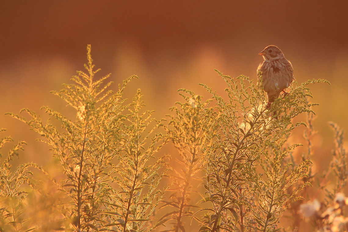 Corn bunting at dawn This photography shows a corn bunting (Least-concern by IUCN) at dawn in the summer. To make this shot I had to go to the small meadow, located at the edge of the forest in Bydgoszcz (central Poland), some time before sunrise. Few minutes after the red giant appeared in the sky I&#039;ve noticed a corn bunting sitting in the group of herbaceous plants. I stood almost in one line including the bird and rising sun - which made orange glow in the picture.<br />
This photography shows wild animal. Corn Bunting,Emberiza calandra,Geotagged,Meadow,Poland,Summer,dawn