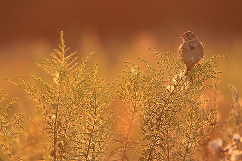 Corn bunting at dawn This photography shows a corn bunting (Least-concern by IUCN) at dawn in the summer. To make this shot I had to go to the small meadow, located at the edge of the forest in Bydgoszcz (central Poland), some time before sunrise. Few minutes after the red giant appeared in the sky I've noticed a corn bunting sitting in the group of herbaceous plants. I stood almost in one line including the bird and rising sun - which made orange glow in the picture.
This photography shows wild animal. Corn Bunting,Emberiza calandra,Geotagged,Meadow,Poland,Summer,dawn