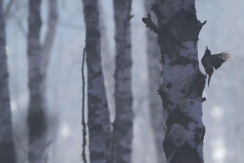 Wings of the forest This photography shows a great spotted woodpecker (Least-concern by IUCN) in birch forest. I took this picture in March in forest in Bygdoszcz (central Poland). I observed one woodpecker, from a distance and I captured an interesting picture - when woodpecker was "frozen" in time.
This photography shows wild animal. Dendrocopos major,Forest,Geotagged,Great Spotted Woodpecker,Poland,Winter