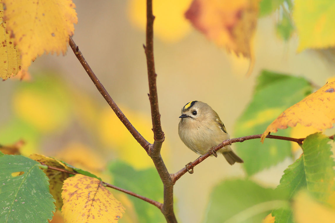 Bird from fairy-tale This photography shows goldcrest (Least-concern by IUCN) - which is the smallest species of bird in central Europe. There was a small herd of goldcrests, searching for food (invertebrates) from under the leaves. This bird was sitting for a short moment at the top of the elm tree, in colourful autumn scenery. I took this photo in Bydgoszcz (central Europe) in October.<br />
This photography shows wild animal. Birds,Fall,Geotagged,Goldcrest,Leaves,Poland,Regulus regulus