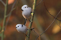 Duo This photography shows two long-tailed tits (Least-concern by IUCN). I took this picture during autumn bird migration, in the forest in Bydgoszcz (central Poland). I was really lucky to have both these - full of energy - birds in the same sharpness field. They were part of bigger herd - which included over 20 birds, drinking water from puddles.<br />
This photography shows wild animals. Aegithalos caudatus,Birds,Long-tailed tit