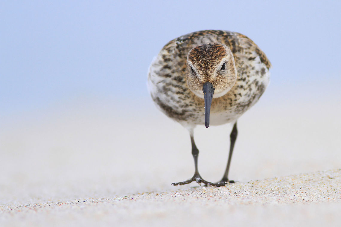 Dunlin This photography shows dunlin (Least-concern by IUCN), marching in front of my camera. I took this picture on the beach in Kuznica by the Baltic sea (Poland). Dunlin was not scared by my presence and I could lie on sand, next to the bird. It was searching for food - small invertebrates in the sand.<br />
This photography shows wild animal. Beach,Birds,Calidris alpina,Dunlin,Fall,Geotagged,Poland,sand