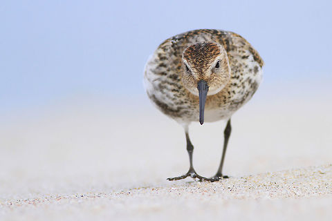 Dunlin This photography shows dunlin (Least-concern by IUCN), marching in front of my camera. I took this picture on the beach in Kuznica by the Baltic sea (Poland). Dunlin was not scared by my presence and I could lie on sand, next to the bird. It was searching for food - small invertebrates in the sand.
This photography shows wild animal. Beach,Birds,Calidris alpina,Dunlin,Fall,Geotagged,Poland,sand