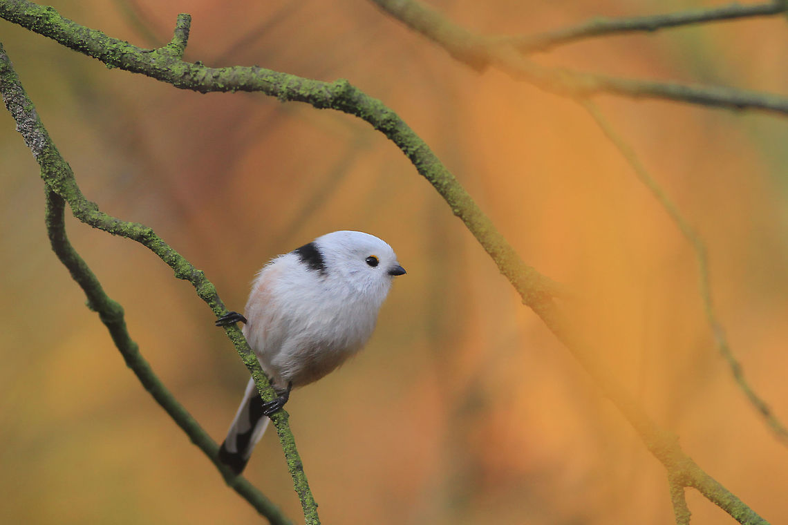 White and Orange This photography shows long-tailed tit (Least-concern by IUCN). I took this picture in forest in Bydgoszcz, during last year autumn bird migration. This bird was a part of small herd, drinking water from puddles at the edge of the forest.<br />
This photography shows wild animal. Aegithalos caudatus,Fall,Geotagged,Long-tailed tit,Poland