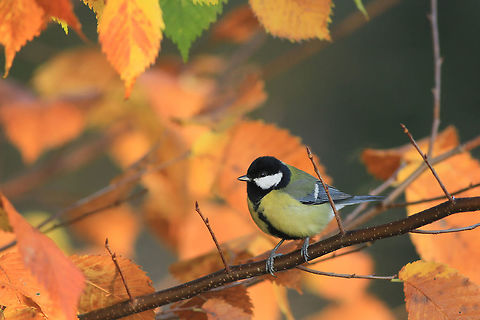 Great tit This photography shows great tit (Least-concern by IUCN), sitting on the elm tree in autumn. I took this picture near Brda river in Bydgoszcz (central Poland).
This photography shows wild animal. Fall,Geotagged,Great Tit,Parus major,Poland