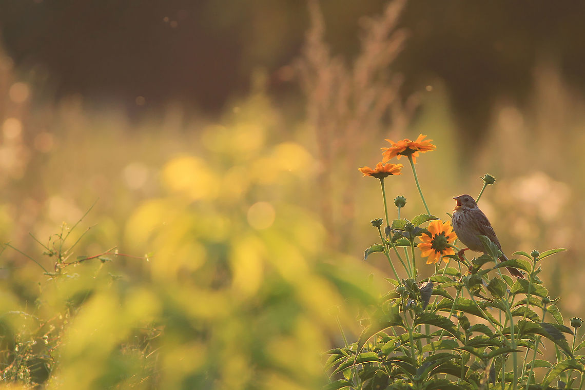 Song of the meadow This photography shows corn bunting (Least-concern by IUCN) - singing amongst a group of herbaceous plants. I took this picture on the meadow, about one hour after the sunrise.<br />
This photography shows wild animal. Corn Bunting,Emberiza calandra,Geotagged,Poland,Summer