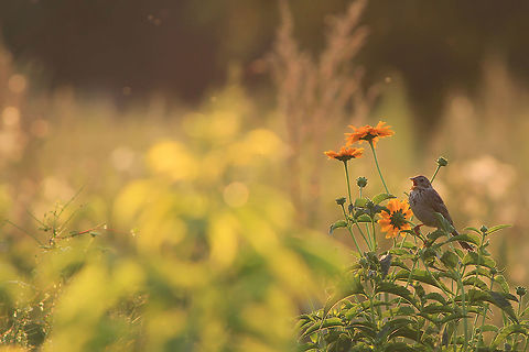 Song of the meadow This photography shows corn bunting (Least-concern by IUCN) - singing amongst a group of herbaceous plants. I took this picture on the meadow, about one hour after the sunrise.
This photography shows wild animal. Corn Bunting,Emberiza calandra,Geotagged,Poland,Summer
