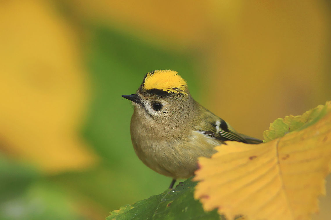 Gold Crest This photography shows a goldcrest (Least-concern by IUCN) sitting among yellow and green leaves of the elm tree. I took this picture near Brda river in Poland.<br />
This photography shows wild animal. Fall,Geotagged,Goldcrest,Poland,Regulus regulus