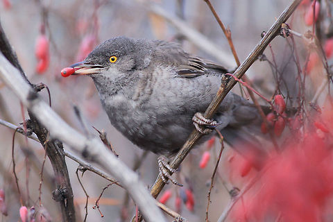 Golden eye This photography shows a barred warbler (Least-concern by IUCN), which decided to stay in winter in Poland (which is rare for this species). What was more unexpected - this bird stayed in Warsaw city centre. I took this photo few meters from Subway station. The bird was a big suprise for ornithologists and wildlife photographers from Poland.
This photography shows wild animal. Barred warbler,Geotagged,Poland,Sylvia nisoria,Winter