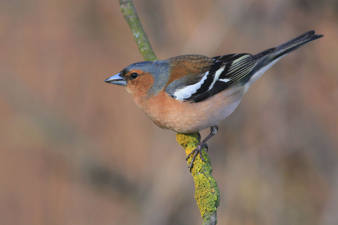 Chaffinch This photography shows a chaffinch (Least-concern by IUCN) . I took this picture near Wisła river in spring.<br />
This photo shows wild animal. Chaffinch,Fringilla coelebs,Geotagged,Poland,Spring