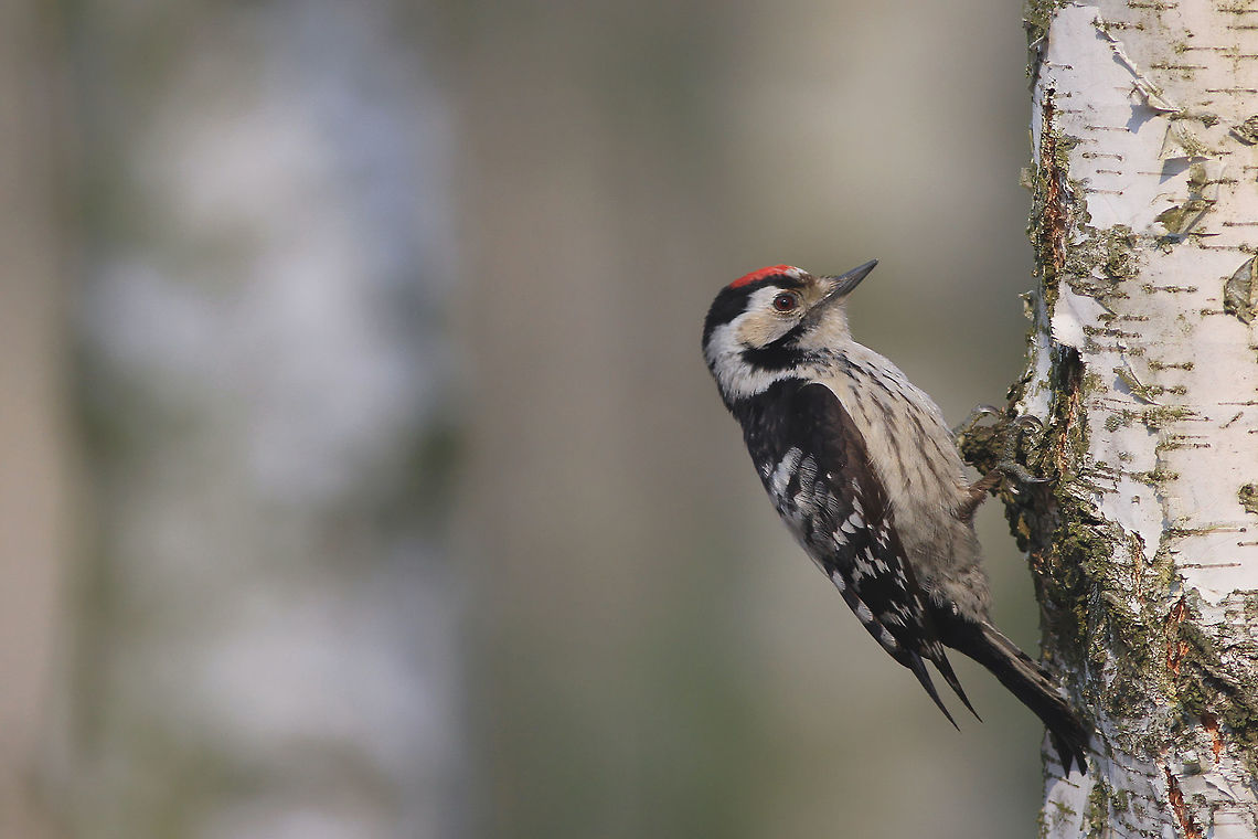 The smallest woodpecker of central Europe This photography shows Lesser spotted woodpecker (Least-concern by IUCN) - which is the smallest species of woodpecker in Poland. I took this picture in birch forest. This woodpecker is really tiny - a size of a sparrow!<br />
This photography shows wild animal. Dendrocopos minor,Forest,Geotagged,Lesser Spotted Woodpecker,Poland,Spring,birch