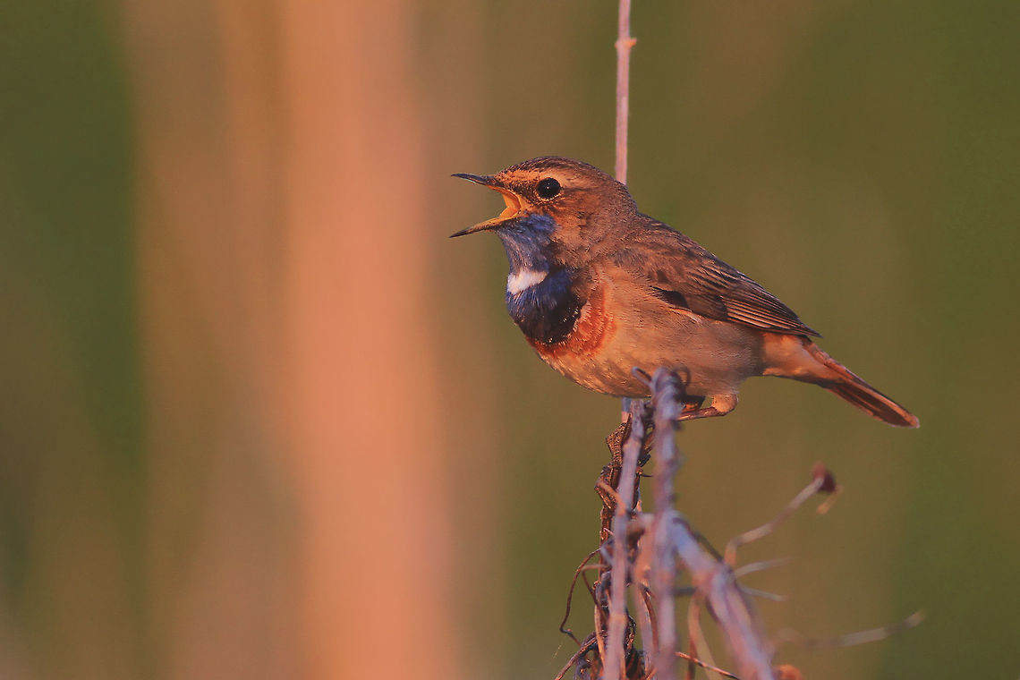 Song of the sunset This photography shows singing bluethroat (Least-concern by IUCN) , few minutes before the sunset. I took this picture in the Noteć Valley in Poland.<br />
This photo shows wild animal. Bluethroat,Geotagged,Luscinia svecica,Poland,Spring