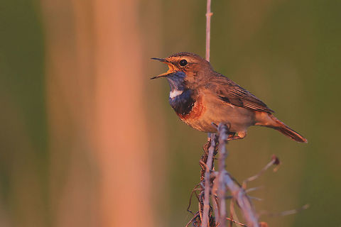 Song of the sunset This photography shows singing bluethroat (Least-concern by IUCN) , few minutes before the sunset. I took this picture in the Noteć Valley in Poland.
This photo shows wild animal. Bluethroat,Geotagged,Luscinia svecica,Poland,Spring