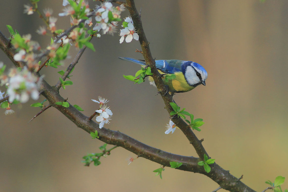 Spring beauty This photo shows blue tit (Least-concern by IUCN) at sunset. I took this picture near small meadow, at the edge of coniferous forest in spring.<br />
This photograhy shows wild animal. Cyanistes caeruleus,Eurasian blue tit,Geotagged,Poland,Spring