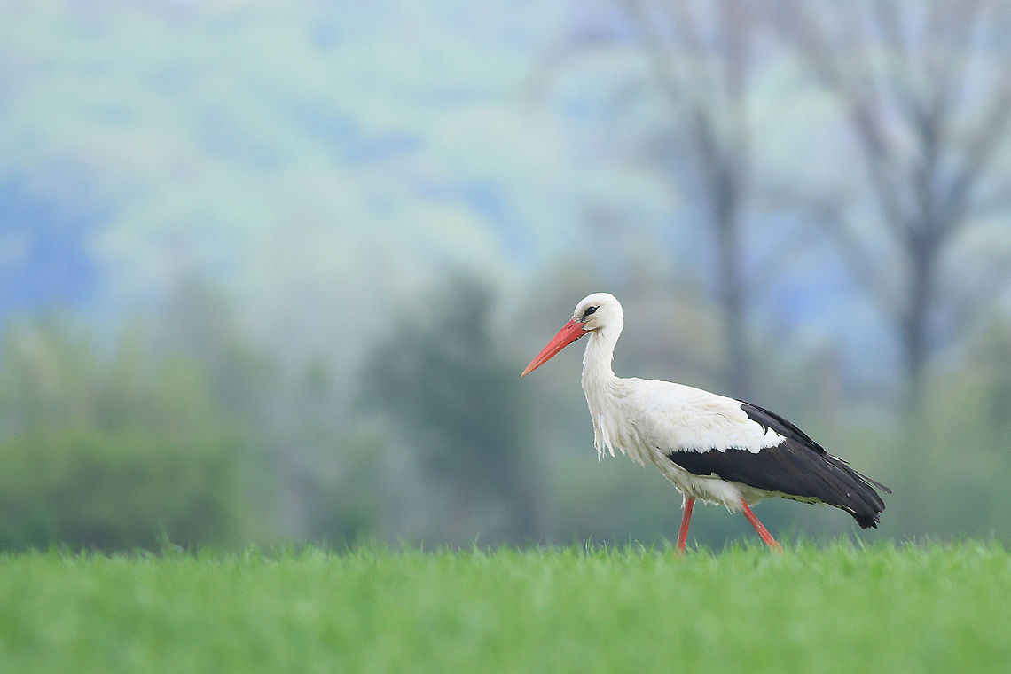 Symbol of wildlife in Poland This is very popular view in Poland - this big bird marching through green meadows in spring. <br />
This photography shows wild animal. Ciconia ciconia,Geotagged,Poland,Spring,White Stork