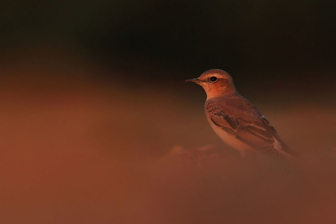 Night is coming! This photography shows wheatear (Least-concern by IUCN)  just a moment before sunset. It was taken in very hot evening in the summer.<br />
This photo shows wild animal. Geotagged,Northern wheatear,Oenanthe oenanthe,Poland,Summer