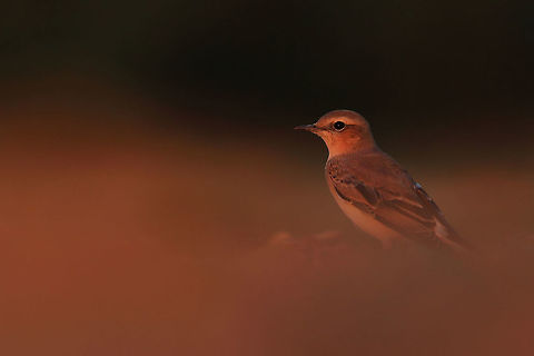 Night is coming! This photography shows wheatear (Least-concern by IUCN)  just a moment before sunset. It was taken in very hot evening in the summer.
This photo shows wild animal. Geotagged,Northern wheatear,Oenanthe oenanthe,Poland,Summer