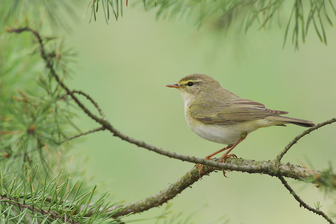 "Needly" framed This photography shows willow warbler (Least-concern by IUCN) sitting on a pine branch. Bird is fitting into the frame created by pine needles. I took this picture on the edge of coniferous forest in Bydgoszcz (central Poland).<br />
This photo shows wild animal. Geotagged,Phylloscopus trochilus,Poland,Spring,willow warbler