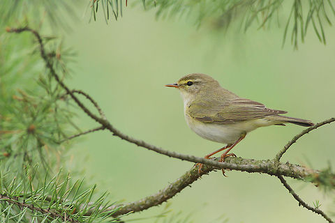 "Needly" framed This photography shows willow warbler (Least-concern by IUCN) sitting on a pine branch. Bird is fitting into the frame created by pine needles. I took this picture on the edge of coniferous forest in Bydgoszcz (central Poland).
This photo shows wild animal. Geotagged,Phylloscopus trochilus,Poland,Spring,willow warbler
