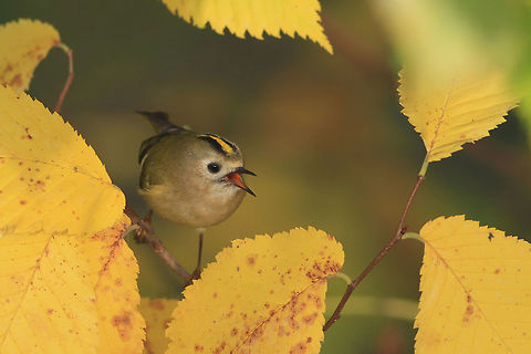 Autumn herald This photography shows calling goldcrest in the elm tree. I took this picture near Brda river in Poland. 
This photo shows wild animal. Fall,Geotagged,Goldcrest,Poland,Regulus regulus