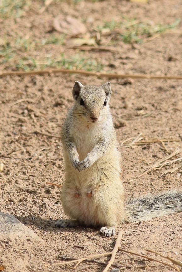 Squirrel Catcheye on a squirrel in India.  Funambulus palmarum,Geotagged,India,Indian palm squirrel,Nature,Spring,Squirrel