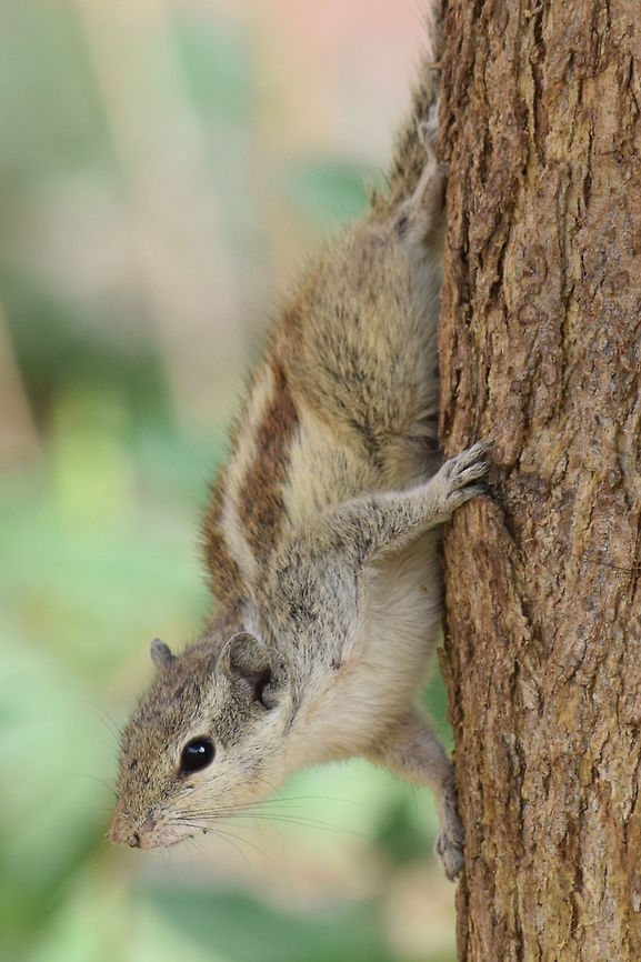 Squirrel Catcheye on a squirrel in India.  Funambulus palmarum,Geotagged,India,Indian palm squirrel,Spring