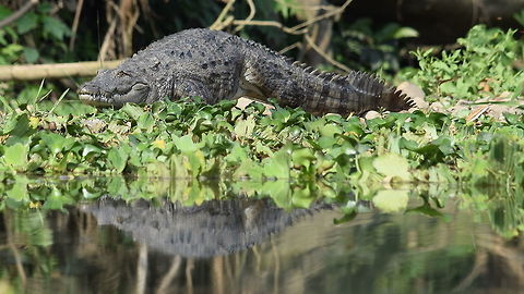 Crocodile Canoe trip woth crocodiles in Nepal.  Crocodylus palustris,Geotagged,Mugger crocodile,Nepal,Spring