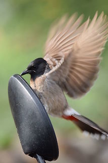 Bird Catcheye on the bird when it is watching itself in the sideglass.  Geotagged,India,Pycnonotus cafer,Red-vented Bulbul,Spring