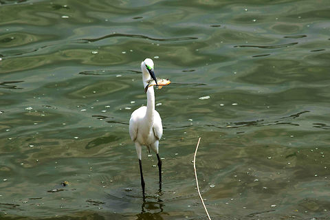 Bird Lunch time in the lake in India.  Egretta garzetta,Geotagged,India,Little Egret