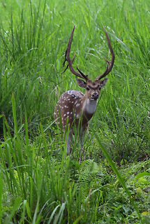 Deer A deer is watching us what we are doing in its territory in Nepal.  Axis axis,Axis deer,Geotagged,Nepal,Spring