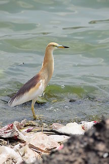Bird A bird is looking for its lunch in India.  Ardeola ralloides,Geotagged,India,Spring,Squacco Heron